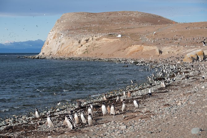 Magdalena Island Penguin Tour by Boat From Punta Arenas - Tour Highlights