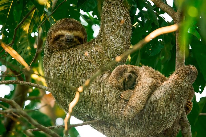 Mangrove Boat Tour Damas Island - Tour Operator: Costa Rica Jade Tours