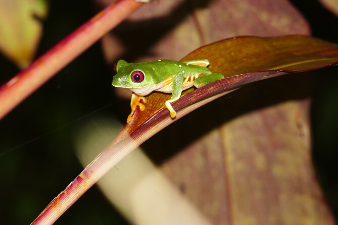 Mangrove Night Tour - Tour Highlights