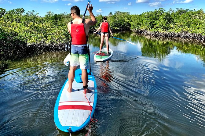 Mangrove SUP Safari - Overview and Inclusions