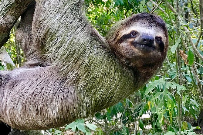 Manuel Antonio National Park Wildlife Tour - Tour Highlights