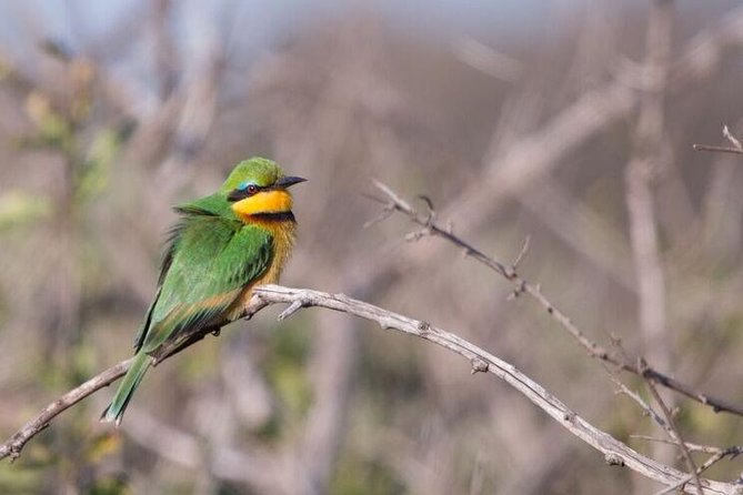 Manyoni Birding Safari - Tour Overview