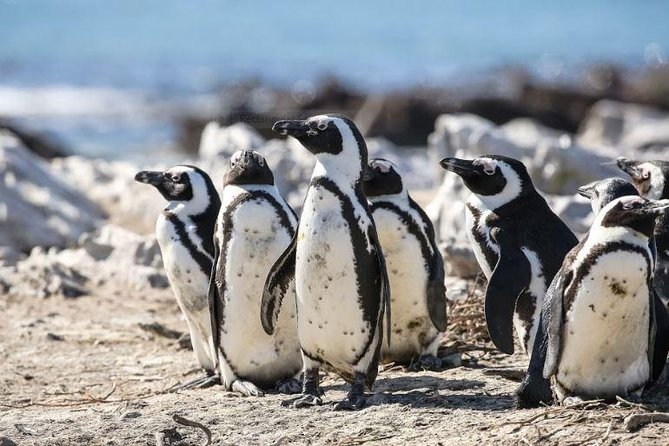 Marine Big 5 Full Day Guided Return Transfer Cape Town - Gansbaai - Private Wildlife Cruise Experience