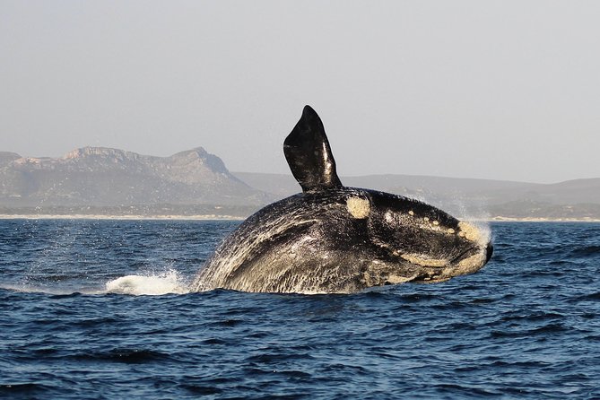Marine Big 5 Safari With Transport From Hermanus - Pricing and Value