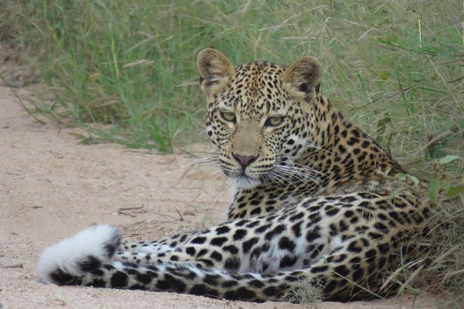 Marloth Park Small-Group Full-Day Kruger Safari  - Mpumalanga - Safari Overview