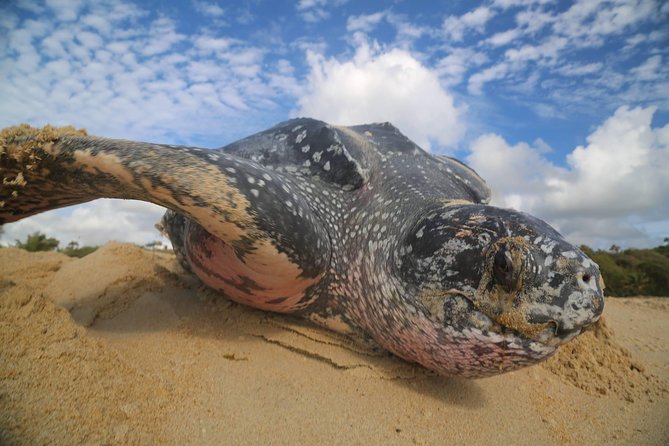 Matura Turtle Watching Experience - Booking and Pricing