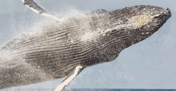 Maui: Afternoon Sail With the Whales MāʻAlaea Harbor - Experience Highlights