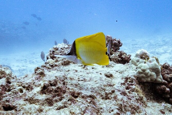 Mesmerizing Private SCUBA Diving Charter in Paradise From Waikiki - Charter Details