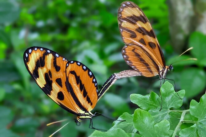 Minca Trekking Private Tour  - Santa Marta - Overview of Minca Trekking Tour
