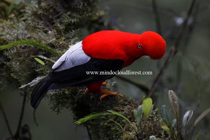 Mindo Cloud Forest Private Customized Nature and Culture Tour  - Quito - Tour Overview and Itinerary