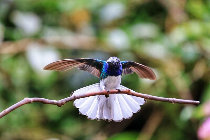 Mindo Cloud Forest Tour: Chocolate, Coffee, Birds & Nature - Birdwatching and Nature Highlights