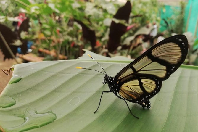 Mindo Cloudforest Tour: Wildlife, Waterfalls, Chocolate Delights - Itinerary Details