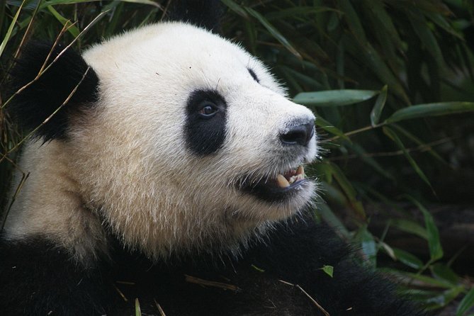 Mini Group: Half-Day Chengdu Pandas and Optional Hotpot Tour - Inclusions and Exclusions