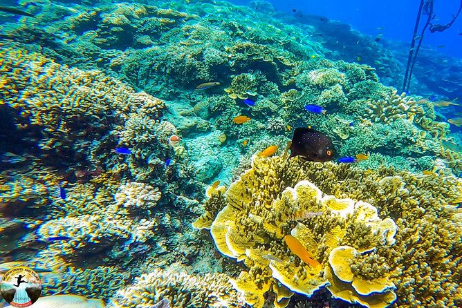 Moalboal Island Hopping (Pescador Island, Sardines and Turtles) - Itinerary Highlights