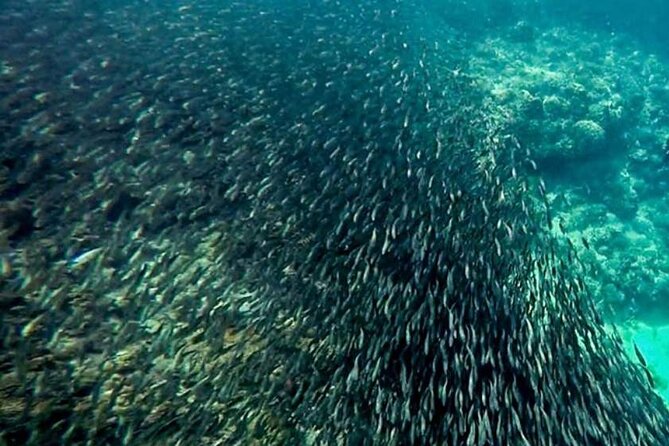Moalboal Island Tour & Sardine Run - Tour Inclusions