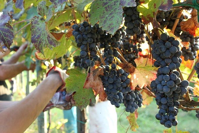 Modena Area: Balsamic Vinegar “Aceto” Tasting Experience - Experience the Authentic Balsamic Vinegar Process