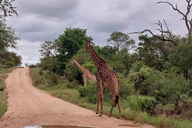 Moholoholo Wildlife Encounter & Sunset Safari - Overview and Inclusions