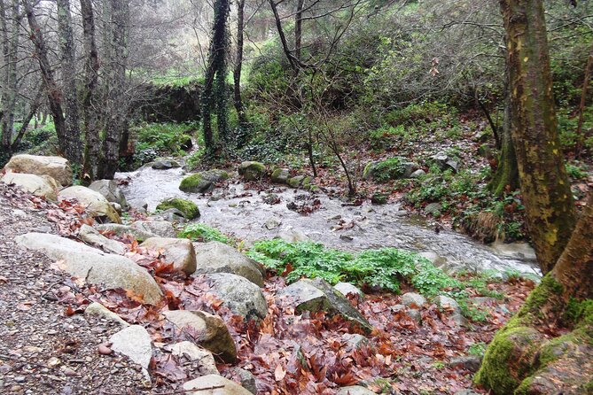 Monchique Guided Forest Walk W/Medronho Tasting - Highlights of the Medronho Tasting Experience