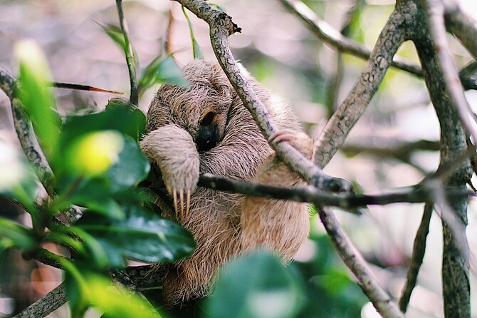 Monkeys & Sloth Hangout,Chocolate Factory,Rum Factory, Island Tour/Beach - Activities and Attractions