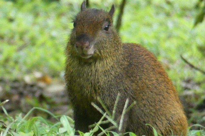 Monteverde Cloud Forest Tour - Tour Duration and Language