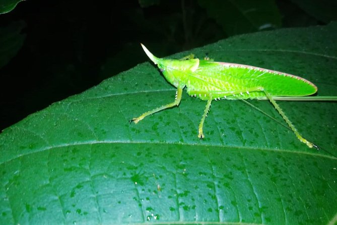Monteverde Night Tour - Pricing and Booking Information