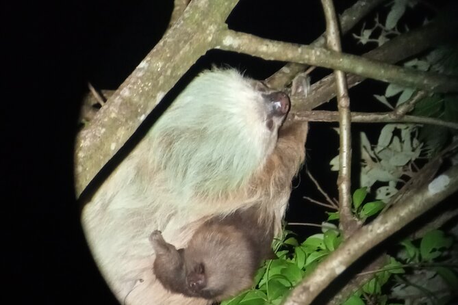 Monteverde Rain Forest Night Walk - Pricing and Booking