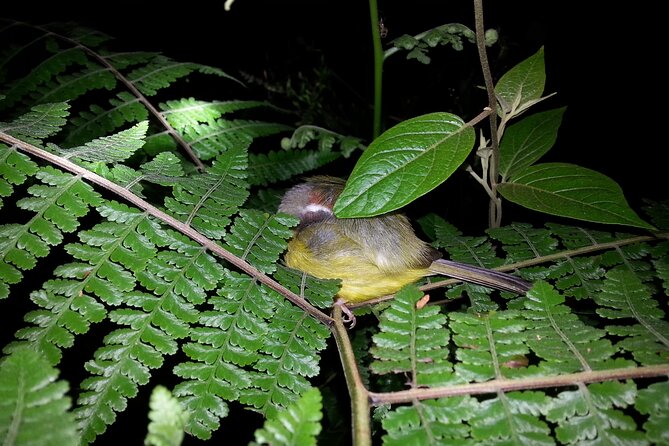Monteverde Wildlife Night Hike by Flashlight  - Puntarenas - Experience the Monteverde Wildlife Refuge at Night