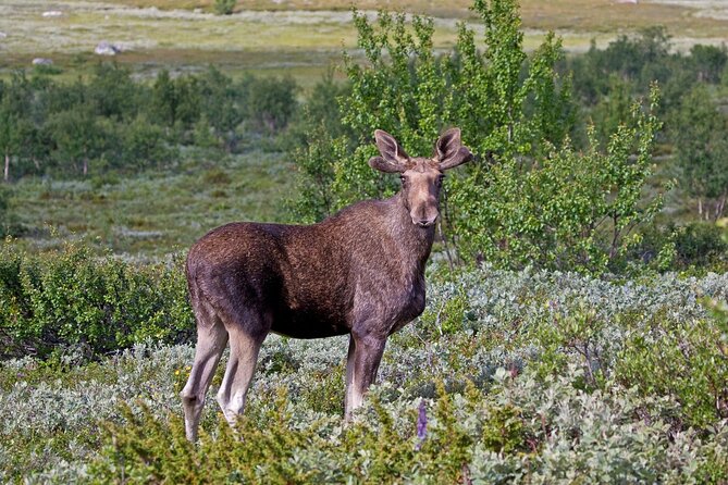 Moose Safari Adventure on Ebike - Overview and Activity Details