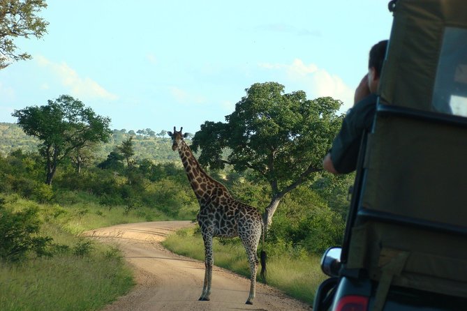 Morning Safari in Kruger National Park From Hazyview (Am Knp) - Overview and Experience