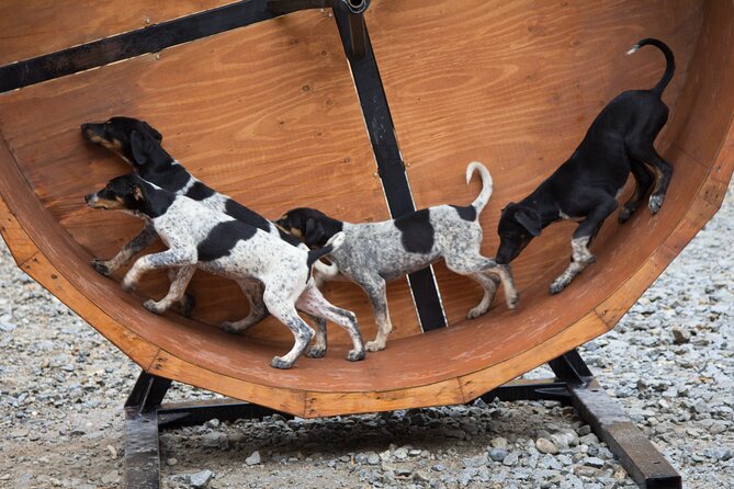 Mushers Camp and Gold Panning Adventure - Adventure Overview