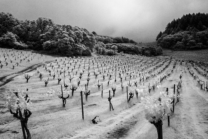 Napa or Sonoma Private Full-Day SUV Shuttle Service  - Napa & Sonoma - Pricing and Booking Details