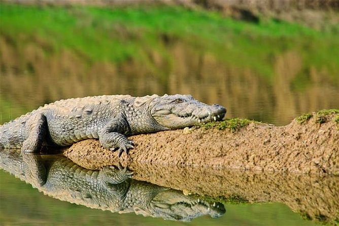 National Chambal Sanctuary and Alligator Day Tour From Sawai Madhopur - Tour Overview