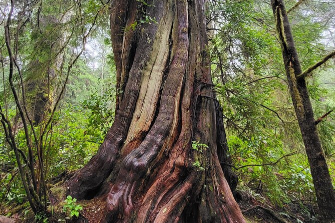 Nature Walks in Pacific - Nature Walks in Pacific: Overview