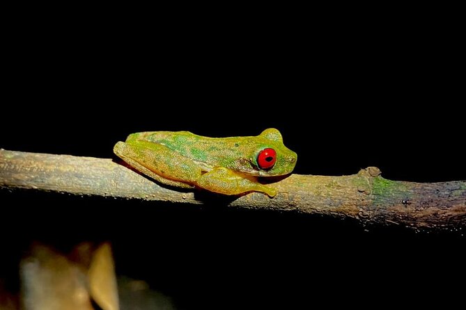 Night Adventures in Monteverde - Tour Highlights