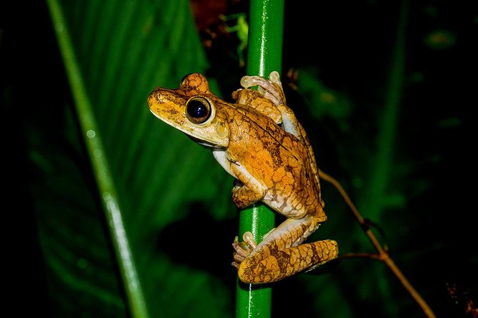 Night Jungle Tour (Rainmaker Park) - Tour Experience