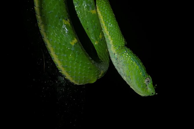 Night Tour in Monteverde Tropical Forest - Tour Overview
