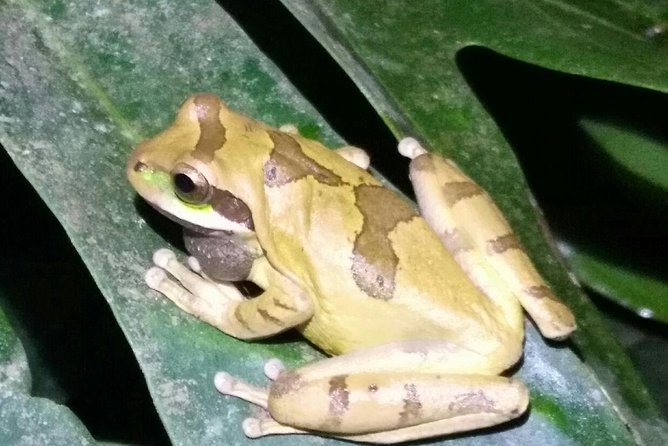 Night Tour in Monteverde - Tour Pricing and Booking