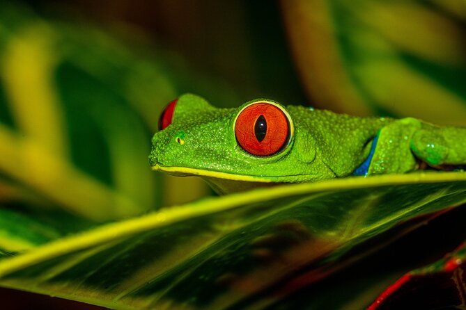 Night Tour Through the Tropical Forest at Tifakara - Tour Details and Itinerary