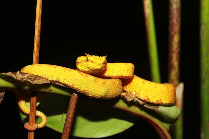 Night Walk Experience at Natura Eco Park, (Frogs Snakes Mammals Insects Birds) - Guided Exploration of Nocturnal Creatures