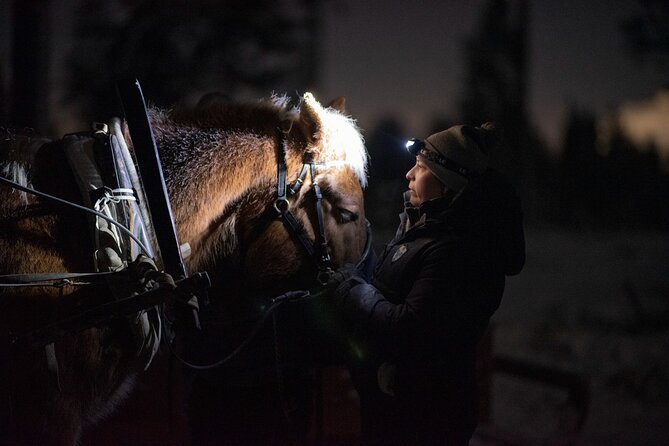 Northern Lights Tour With Finn Horses Sleigh Ride in Lapland - Tour Overview