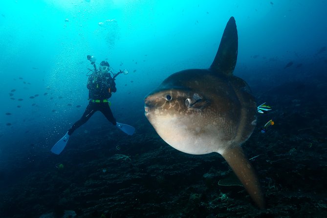 Nusa Penida Day Trip for 3 Dives - Inclusions and Experiences