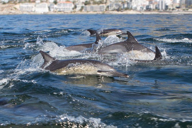 Ocean Wildlife Encounter in Cape Town - Learning About Aquatic Life