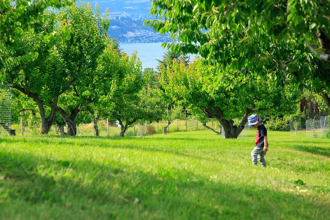 Okanagan 2 Days Wine Tasting & Cherry Picking Tour / Minimum 3 People Required - Okanagan Valley: A Vibrant Wine Destination