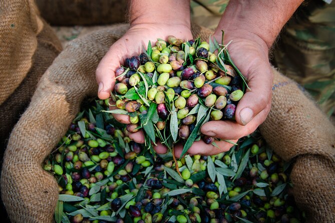 Olive Oil Private Tour in Portugal - Tour Details and Requirements