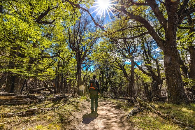 One Day in El Chalten With Trekking - Trekking Routes in El Chaltén