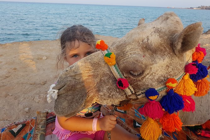 One Hour Camel Ride at Amazing Desert With Transfer - Sharm El Sheikh - Participation Information