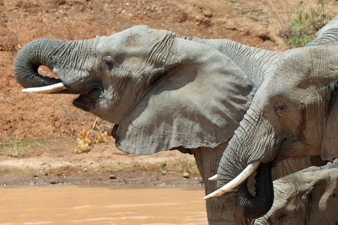One Night Two Day Pilanesberg National Park Safari and Open Vehicle Game Drives - Overview and Logistics