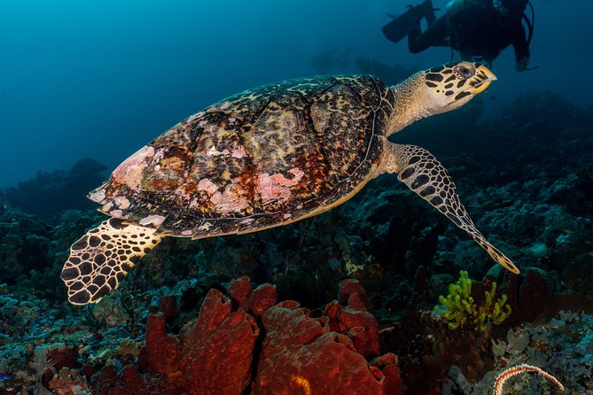 Open Water Course in Pemuteran - Get Certified in Bali - Start and End Details
