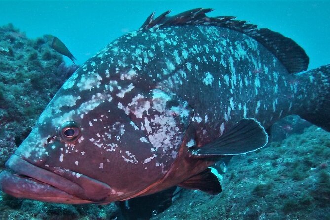 Open Water Diver Course SSI or PADI - Course Overview