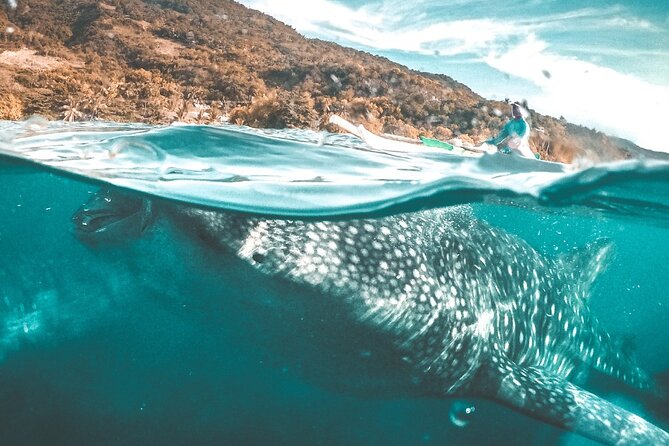 Oslob Whale Shark Group Tour With Sumilon Island & Tumalog Falls - Reviews and Ratings